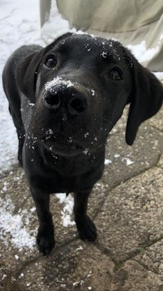 a black dog standing on top of snow covered ground