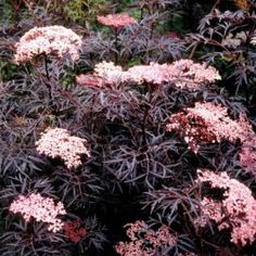 pink flowers are blooming in the garden