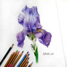 a drawing of a purple flower with colored pencils next to it