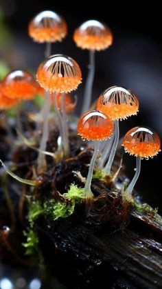 small orange mushrooms growing out of the mossy ground with water droplets on it's tops