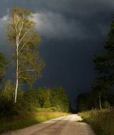 a dirt road surrounded by tall trees under a dark sky with storm clouds in the distance