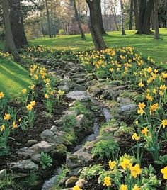 yellow daffodils are blooming in the grass near rocks and water running through them