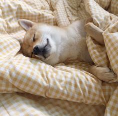 a small dog sleeping on top of a bed covered in yellow and white checkered sheets