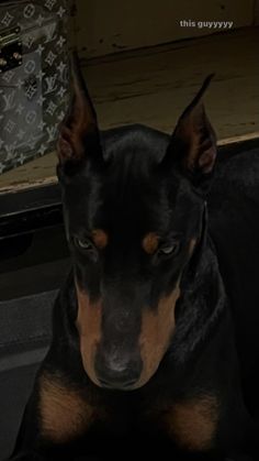 a black and brown dog sitting in the back seat of a car next to a louis vuitton bag