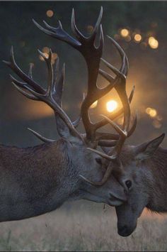 two deers with their heads touching each other