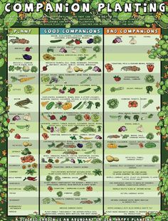 an illustrated poster showing different types of vegetables