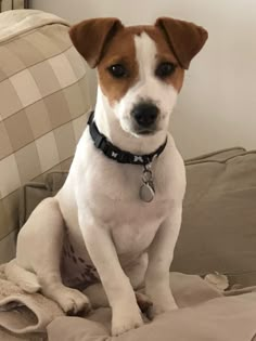 a brown and white dog sitting on top of a couch