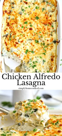 chicken alfredo lasagna in a white casserole dish