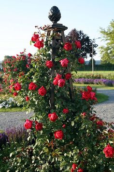 a rose bush with red roses growing up it's sides in a garden area