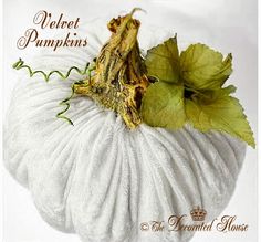 a white pumpkin with green leaves on it's top and the words, velvet pumpkins