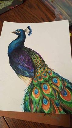 a drawing of a peacock sitting on top of a table