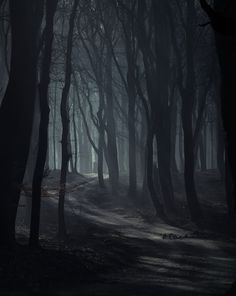 a dark forest filled with lots of trees