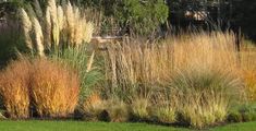 some very pretty plants in the grass