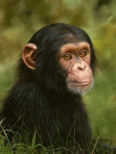 a monkey sitting in the grass looking at the camera