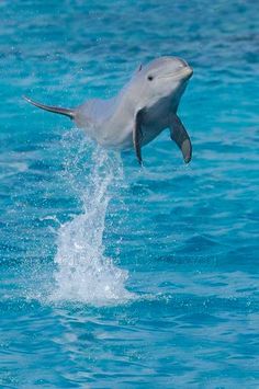 a dolphin jumping out of the water