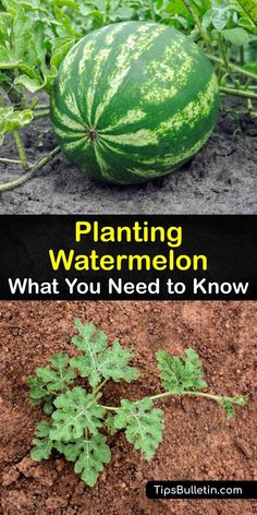 watermelon growing in the ground with text overlay that reads, planting watermelon what you need to know