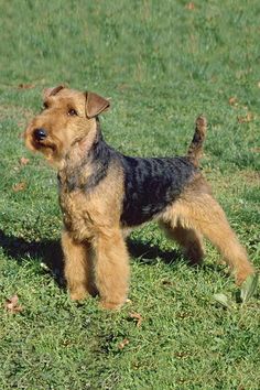 a brown and black dog standing on top of a lush green field