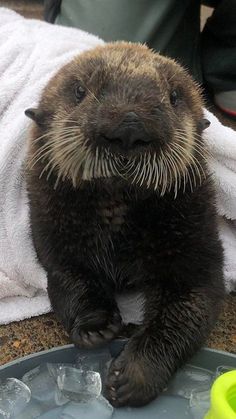 an animal that is sitting on the ground next to a towel and some ice cubes