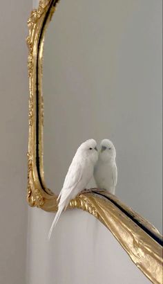 two white birds are sitting on the edge of a gold framed mirror, with their beaks touching each other