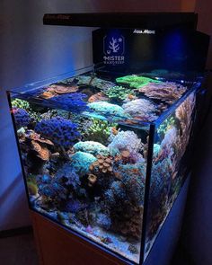 a fish tank filled with lots of different colored corals