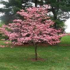 a small tree with pink flowers in the grass