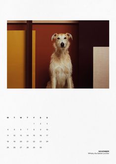 a dog sitting in front of a wall calendar