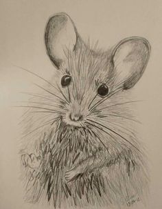 a pencil drawing of a mouse