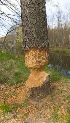 a tree that has been cut down and is next to a body of water in the background