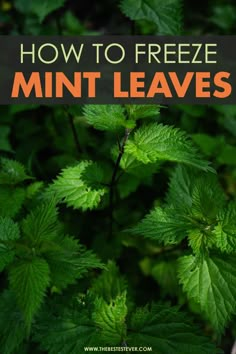 green leaves with text overlay how to freeze mint leaves