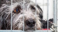 a dog in a cage looking at the camera