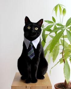 a black cat wearing a tie and sitting on a table next to a potted plant