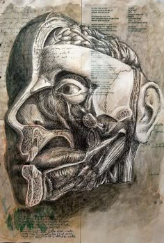 a drawing of the human head and neck with words written on paper in front of it