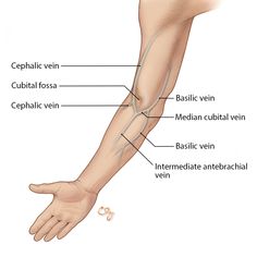 the arm and wrist are labeled in this diagram