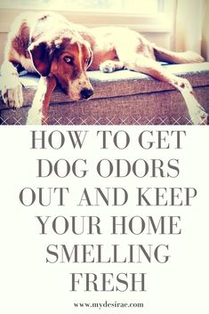 a dog laying on top of a couch with the words how to get dog odors out and keep your home smelling fresh