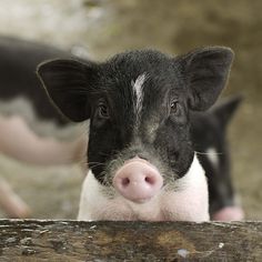 two small black and white pigs standing next to each other