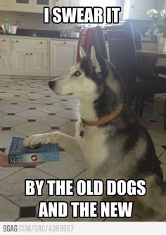 a dog sitting on the floor next to a table with an open book in it's mouth