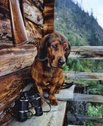 a dachshund dog sitting on a wooden bench next to binoculars and camera