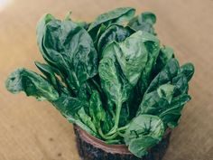 a potted plant with green leaves sitting on top of a brown cloth covered table