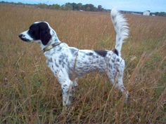 a black and white dog standing in the middle of a field with tall brown grass