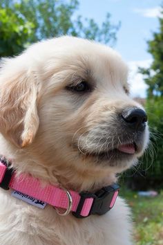 a close up of a dog wearing a pink collar and looking off into the distance