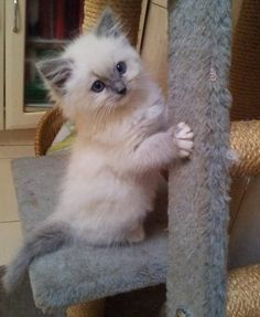 a white and gray cat sitting on top of a scratching post