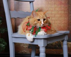 an orange and white cat sitting on top of a wooden chair next to a christmas tree