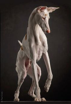 a white dog standing on its hind legs