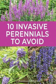 Beautiful Invasive Plants You Do Not Want In Your Garden Japanese Inspired Garden, Bamboo Species, Wisteria Plant, Plants Beautiful, Perennial Grasses, Full Sun Perennials, Full Sun Plants