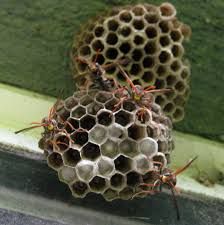 some kind of insect nest sitting on top of a window sill