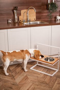 a brown and white dog standing in front of a sink next to a wooden counter