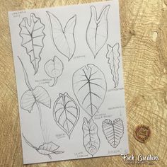 a drawing of different leaves on a piece of paper