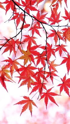 red leaves are hanging from a tree branch