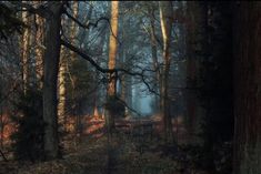 the woods are full of tall trees with no leaves on them, and there is only one tree in the foreground