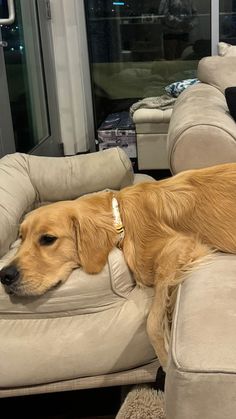 a large brown dog laying on top of a couch